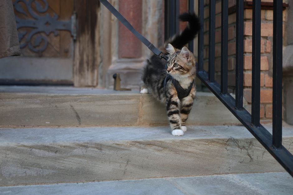 The Complete Step-by-Step Guide to Cat Outdoor Safety: From Indoor Escape to Supervised Adventures