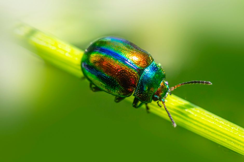 Low-Maintenance Pest Control: Building a Garden That Takes Care of Itself