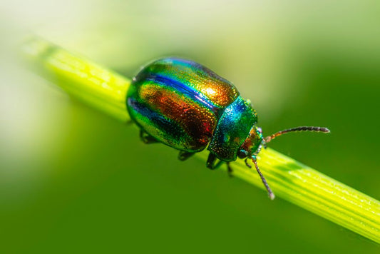 Low-Maintenance Pest Control: Building a Garden That Takes Care of Itself