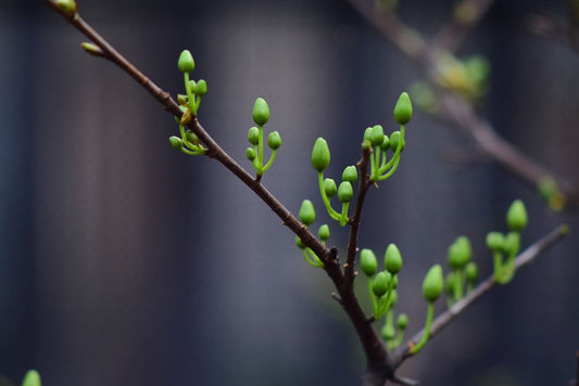 Why Pinching Works: Apical Dominance, Respiration, and the Energy Cost of New Branches