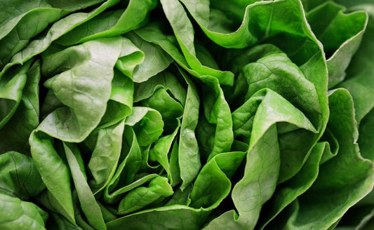 How to Keep Salad Greens Fresh for 2 Weeks: The Ultimate Step-by-Step Guide to Crisp Lettuce Without Wilting