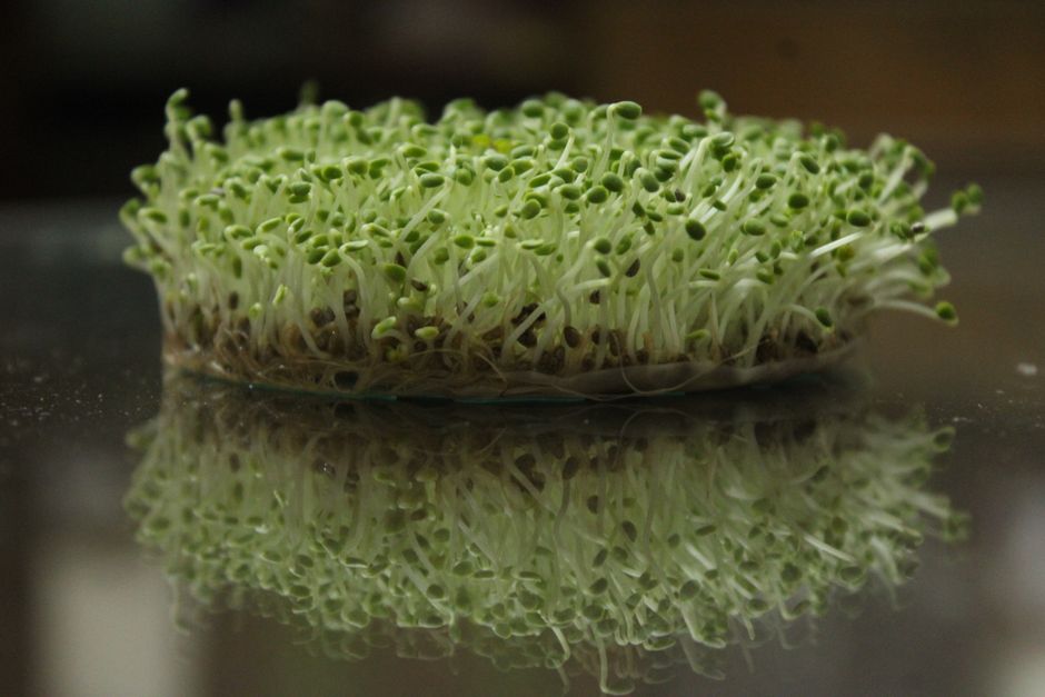How to Properly Store Microgreens to Keep Them Fresh for Weeks Without Wilting