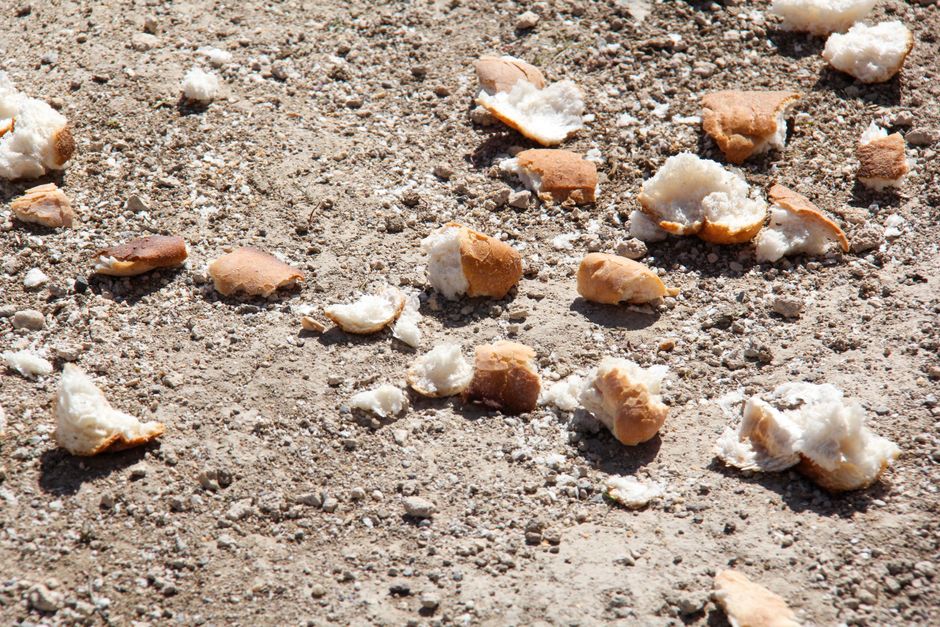 How to Stop Throwing Away Sourdough Discard: A Waste-Reduction Guide