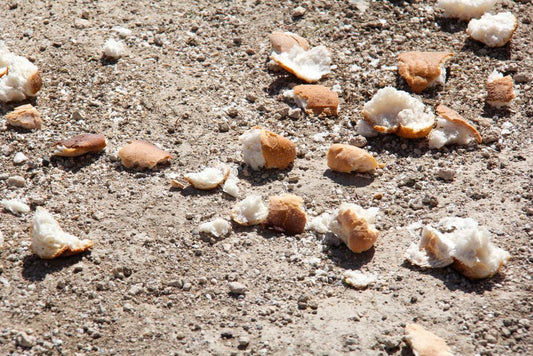 How to Stop Throwing Away Sourdough Discard: A Waste-Reduction Guide