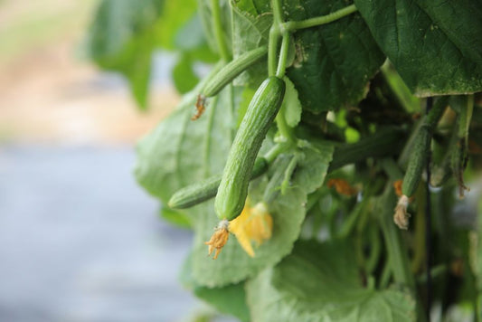 The Organic Cucumber Grower’s Secret to Eliminating Yellow Leaves, Pests, and Stalled Growth