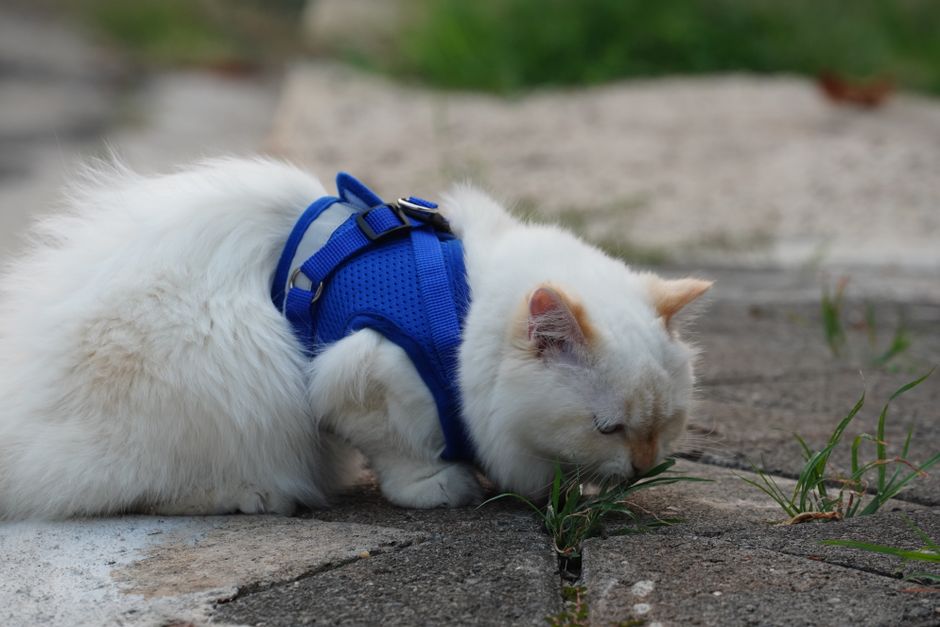 Cat Outdoor Safety for Anxious Pets: A Complete Guide to Stress-Free Adventures