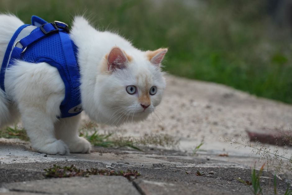 Beginner's Guide to Cat Outdoor Safety: Essential First Steps for a Secure and Happy Exploration