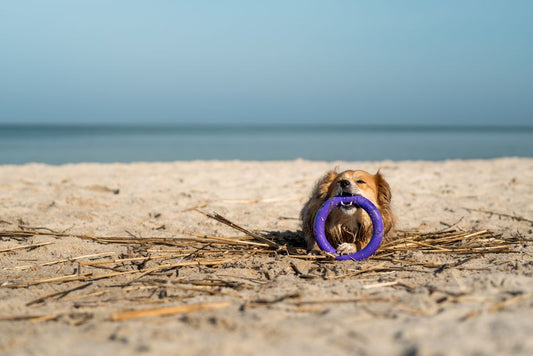 Beating the Summer Heat: Essential Strategies for Your Pet's Mental Well-Being