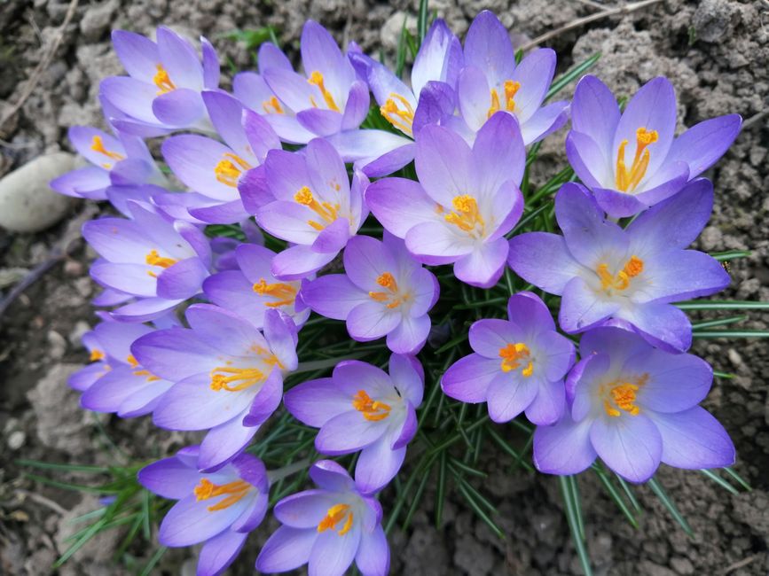 The Lazy Gardener's Guide to Flower Bulbs: Low-Maintenance Planting for Stunning Results