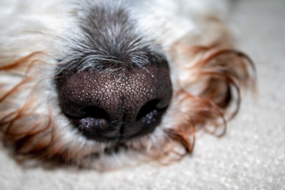 Why Your Dishwasher Smells Like Wet Dog and How to Fix It Yourself