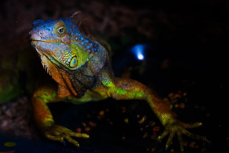 Introducing a New Pet: Why Species-Specific Space Matters More Than a Big First Meeting