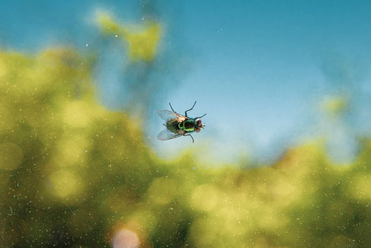 Natural Pest Control in a Small Apartment: A Practical, Low-Waste Guide