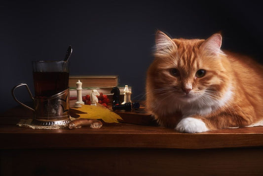 What Pet Food Labels Establish and What They Still Leave Unknown