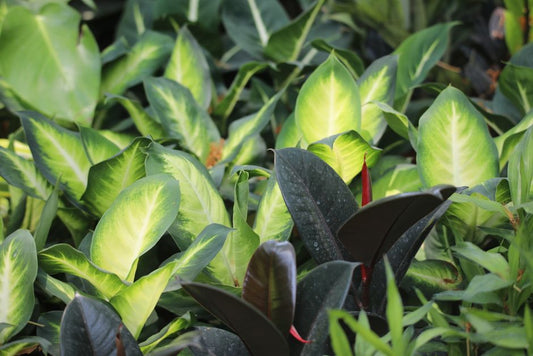 How to Fix Yellowing Houseplant Leaves Without Overcorrecting