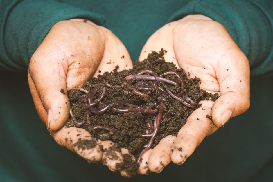 How to Start Worm Composting in a Small Apartment Without the Smell
