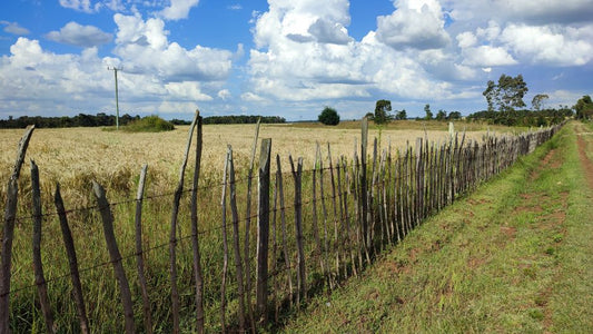 Why Fence Posts Rot at the Ground Line and Not in the Middle