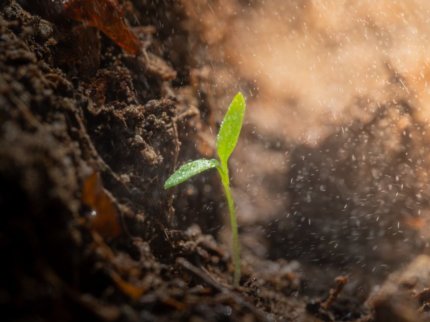 The Silent Language of Fertilizer Stress: Recognizing Signs and Deploying Solutions for Over-Fed and Under-Nourished Plants
