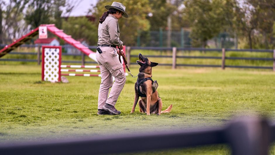 Crate Training for First-Time Owners: The Complete Practical Guide