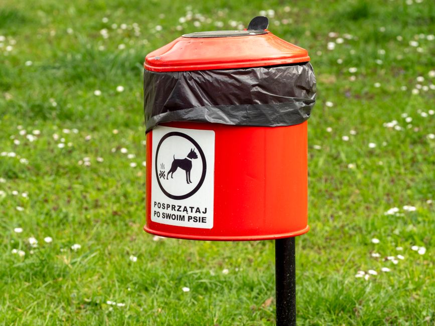 How to Stop a Dog from Eating Its Own Poop: Causes and Solutions