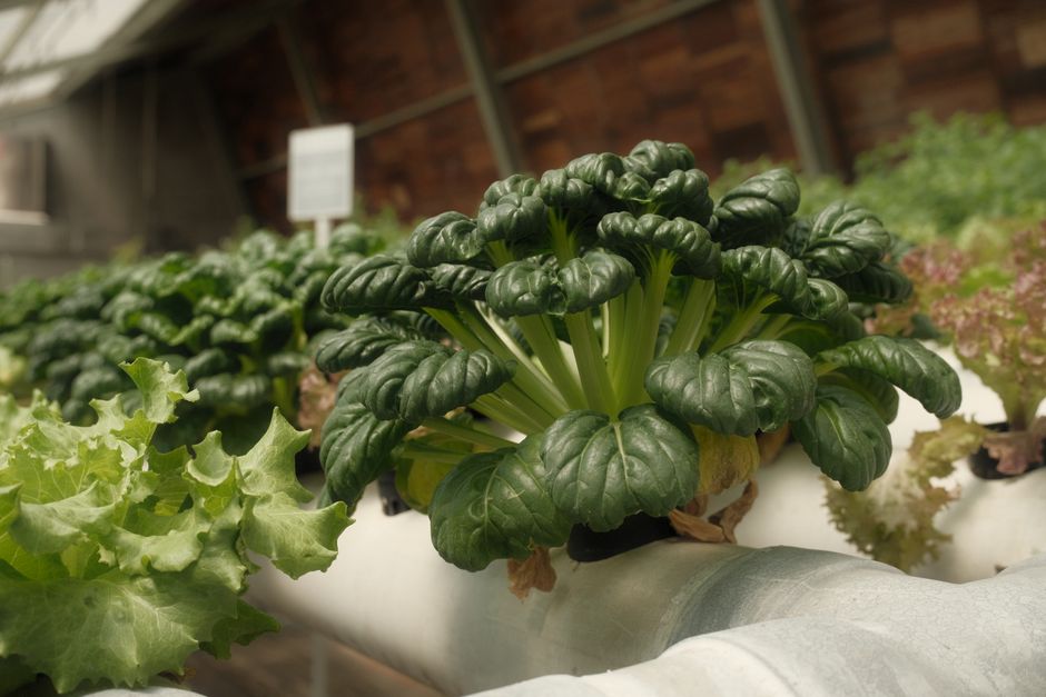 Budget-Friendly Watering Systems: Grow Lush Plants Without Overspending