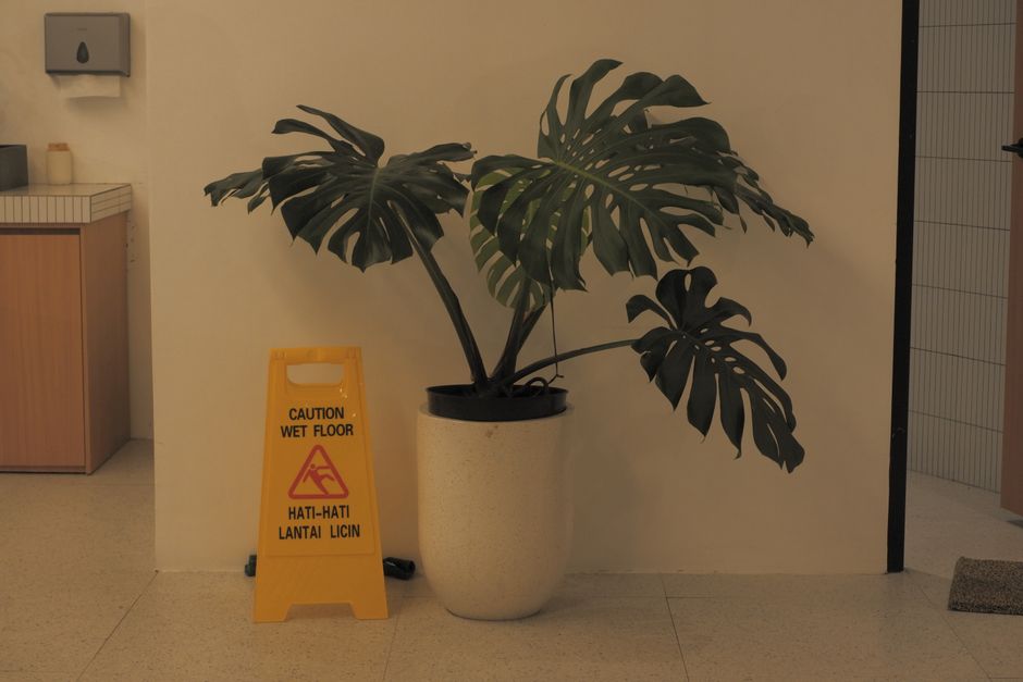 Silent Warning Signs Every Houseplant Owner Misses (and How to Fix Them Before It's Too Late)