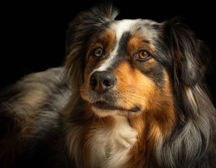 Affordable Dog Care Basics: Build a Budget-Friendly Routine That Works