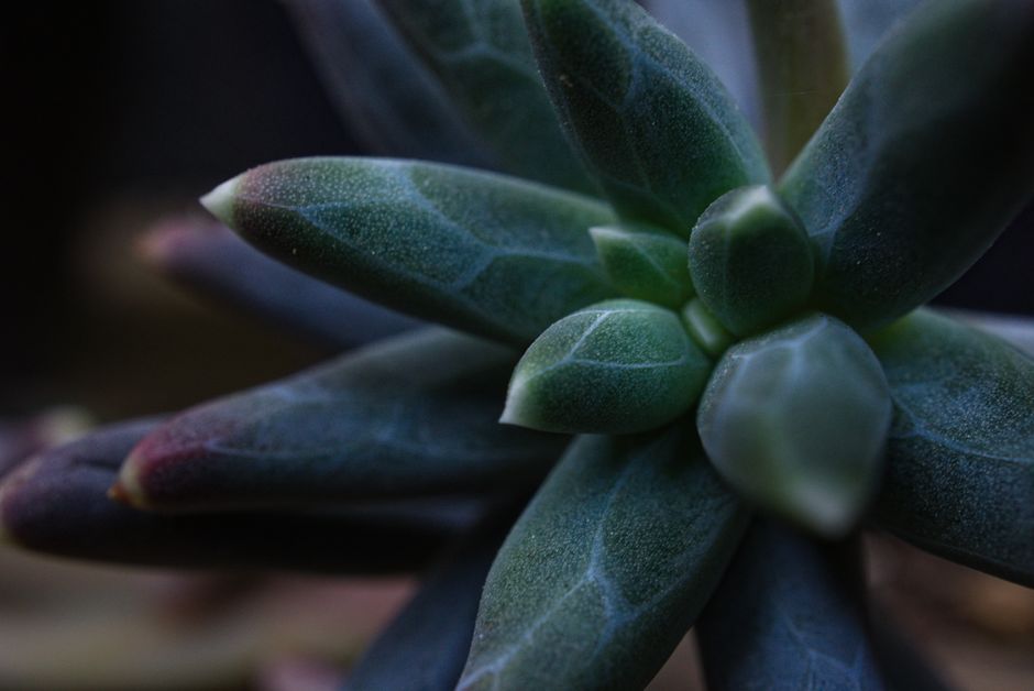Why Shade Makes Plants More Cold-Hardy: The Thermal Trade-Off Behind Leaf Acclimation