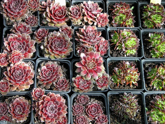 Drought-Tolerant Container Gardening Without a Yard