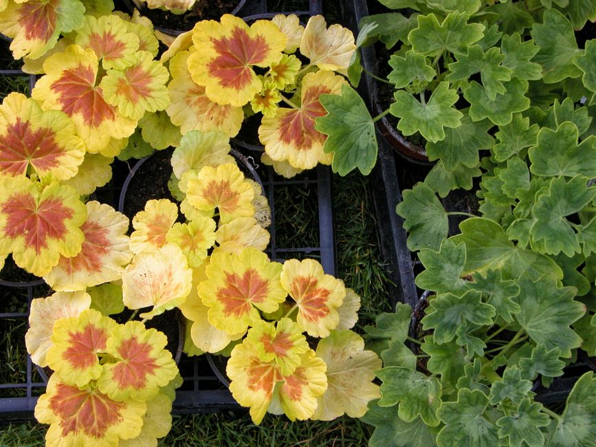 A Complete Seasonal Guide to Thriving Balcony Gardens All Year Round