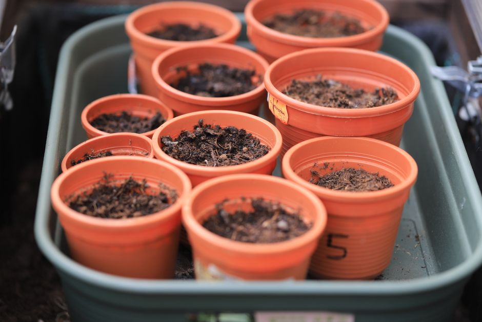 Intercropping in Containers: How Pot Size Rewrites Watering Rules for Mixed Plantings