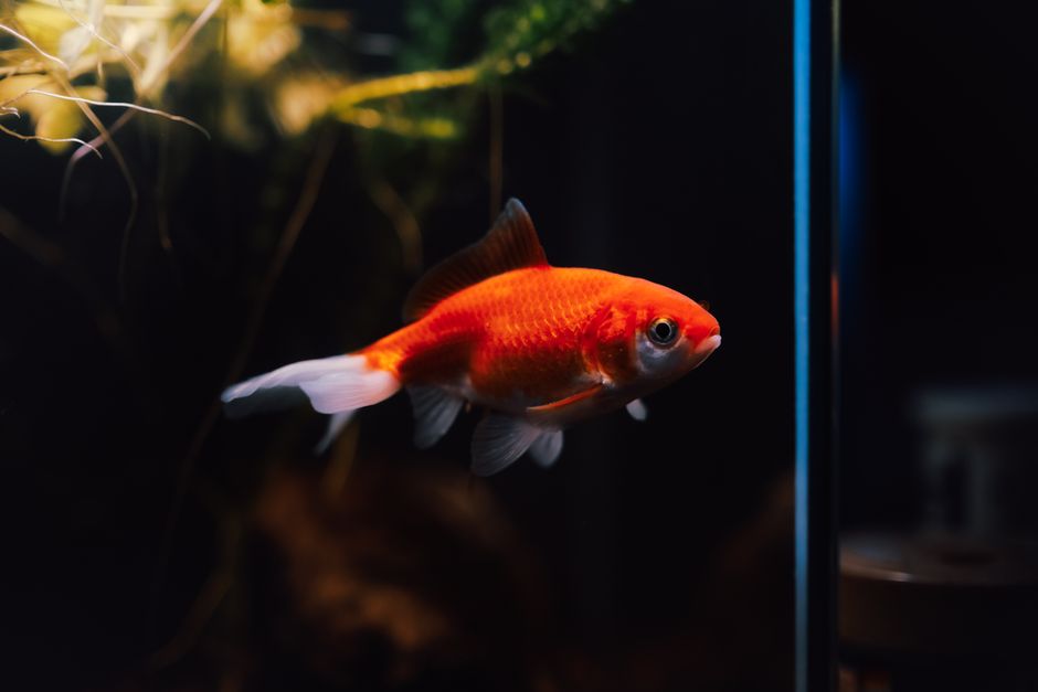 How to Clean a Fish Tank for Beginners