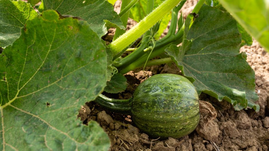 The Seasonal Vegetable Garden: A Complete Guide to Year-Round Growing