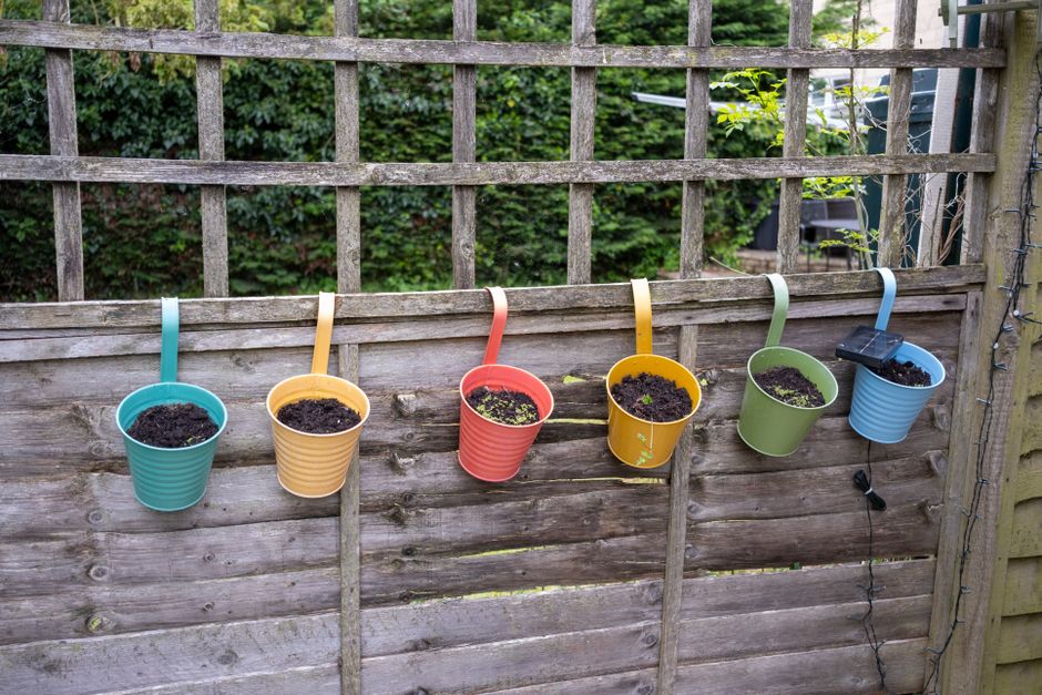 Growing Cucumbers in Small Spaces: A Practical Guide to Container, Trellis, and Balcony Success