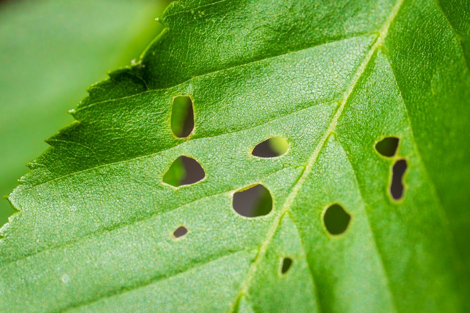 Telling Pest Damage From Environmental Stress in an Irrigated Garden