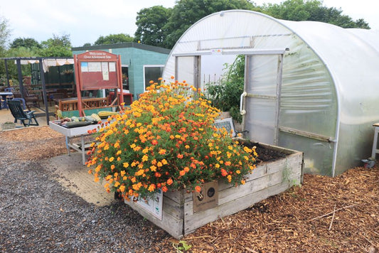 Raised Garden Bed Troubleshooting: Why Your Beds Fail and How to Fix Them