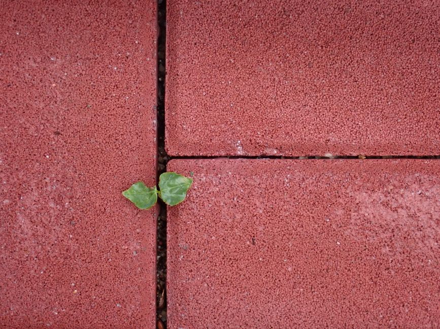 Paver vs. Stamped Concrete: A Cost Comparison for Your Patio or Walkway