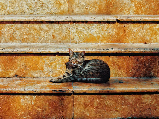 Grooming an Anxious Cat: A Step-by-Step Guide to Stress-Free Sessions