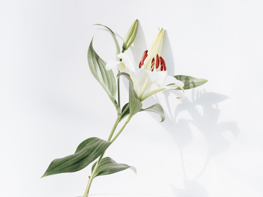 Nodes, Leaves, and Stems: What Actually Determines Whether a Peace Lily Cutting Becomes a Whole Plant