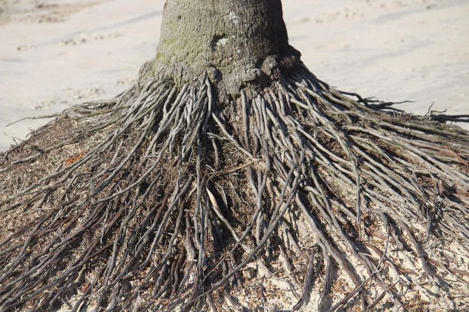 Fertilizer Salts, Root Function, and the Deficiency Symptom That Isn't