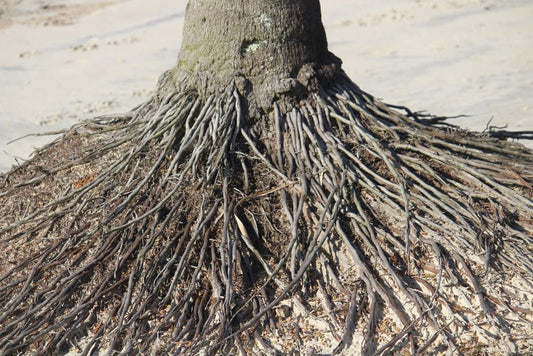 Fertilizer Salts, Root Function, and the Deficiency Symptom That Isn't