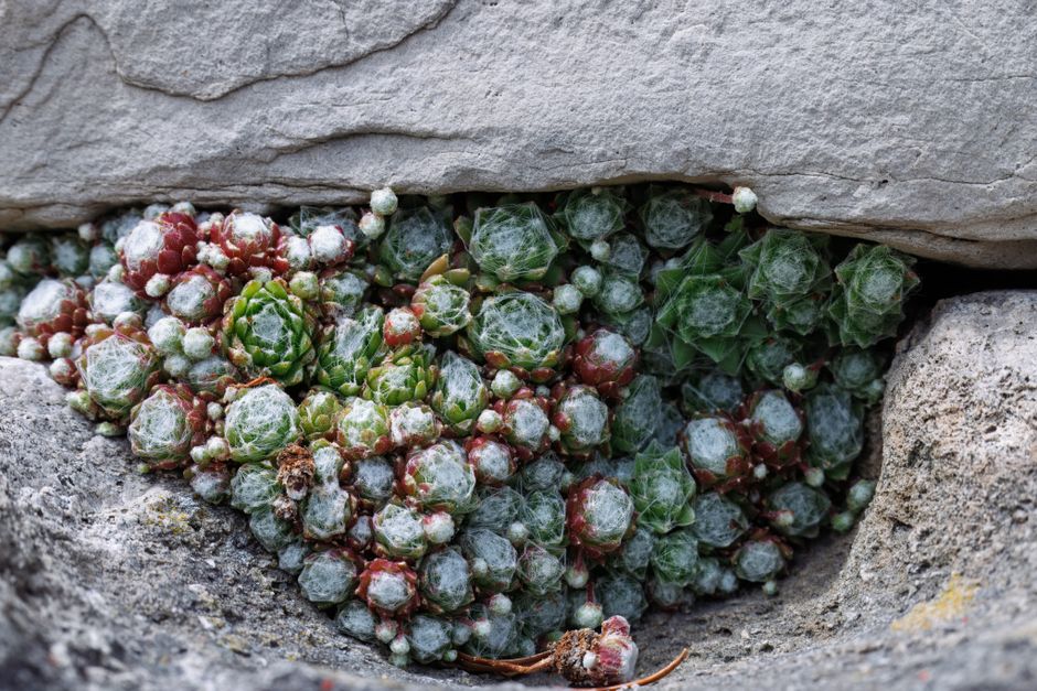 Why Drought-Tolerant Plants Still Lose Water: Humidity, Stomata, and the Root-Zone Balance