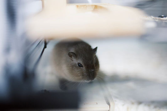 The Calm Cage: Essential Hamster Products for Anxious Pets