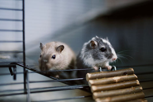 Managing Small-Apartment Pet Care: A Complete Guide to Cleanliness, Enrichment, and Safety