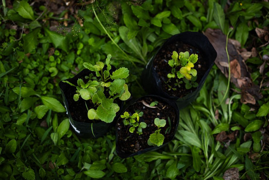 Balcony Succession Planting: Why Staggered Sowing Beats One Big Planting Day