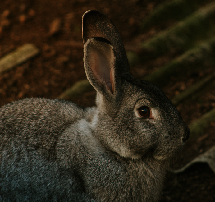 Why Is My Rabbit Losing Fur and What Should I Do About It?