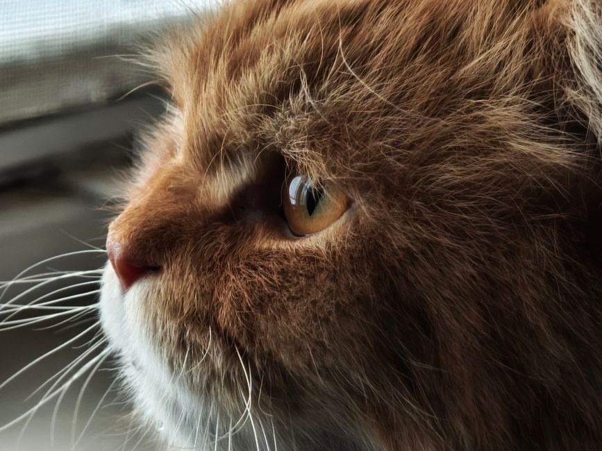7 Common Cat Care Mistakes Most Owners Make Without Realizing