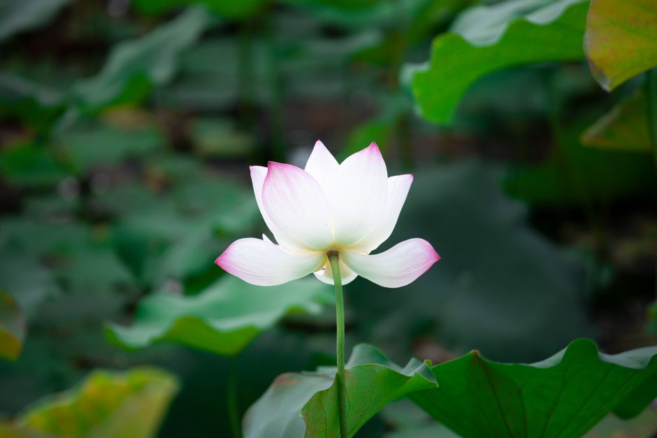 How to Rescue a Peace Lily with Yellow Leaves and Brown Tips
