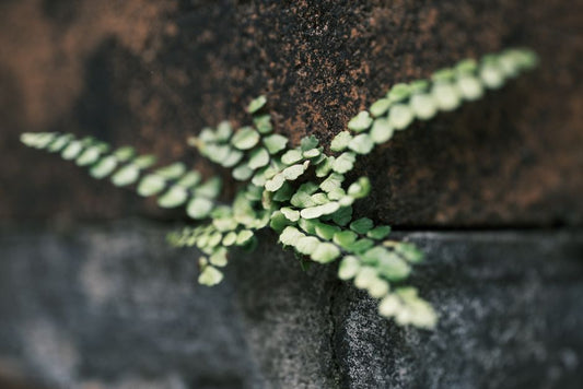 Snake Plant Care for Busy People: A Resilient Guide