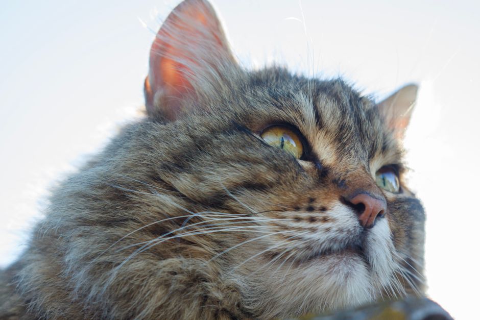 The Natural Cat Care Handbook: A Chemical-Free Guide to a Healthier, Happier Feline