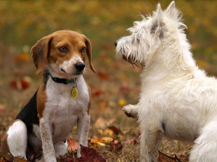Why Dogs Bark at Sounds They Cannot See: Auditory Triggering and What Owners Can Do